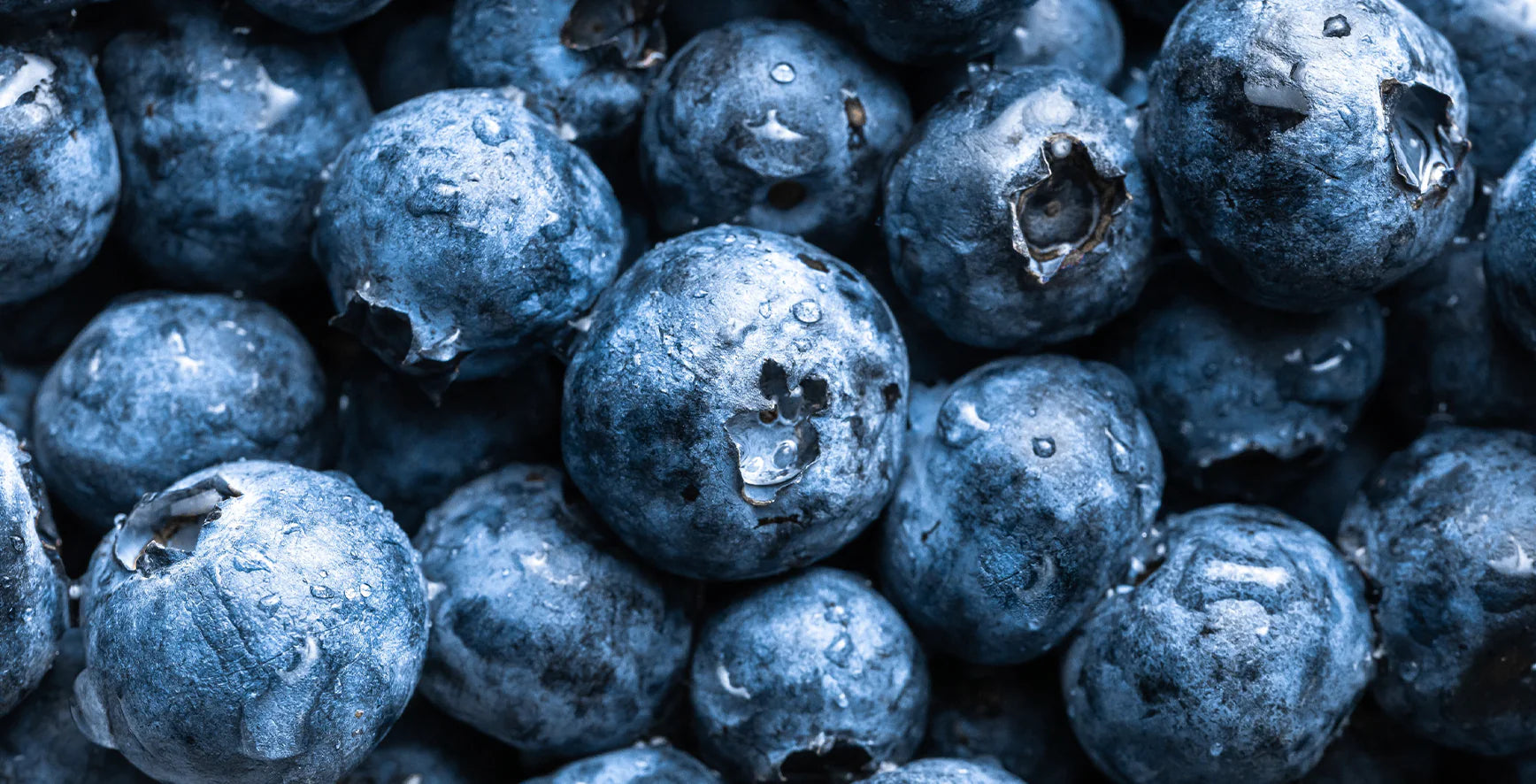 The Blueberry: A Nutrient-Packed Wonder