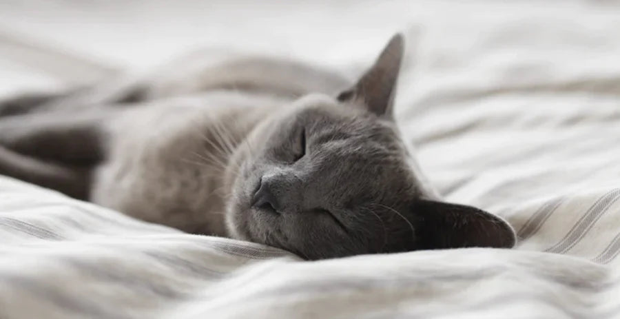 Boost Your Immune System With Sleep