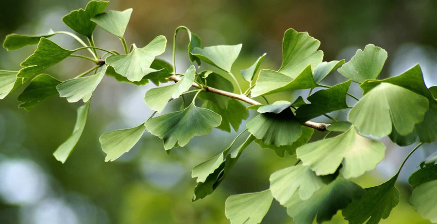 The Benefits of Ginkgo Biloba