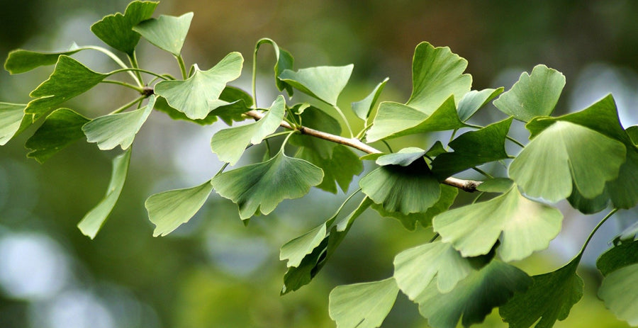 The Benefits of Ginkgo Biloba