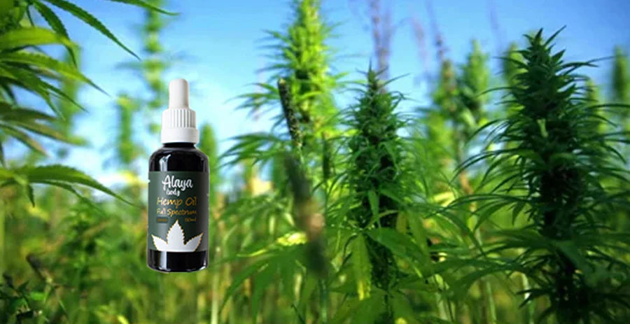 Hemp Oil: Understanding Strengths & Benefits