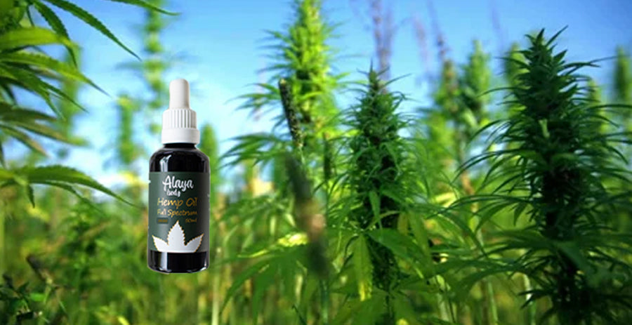 Hemp Oil: Understanding Strengths & Benefits