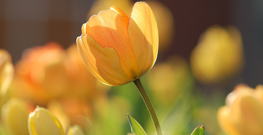 Our Spring Resolutions + Tips